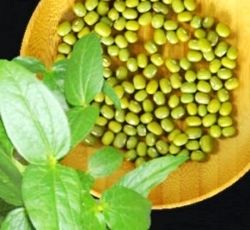 Manfaat kacang hijau untuk kesehatan