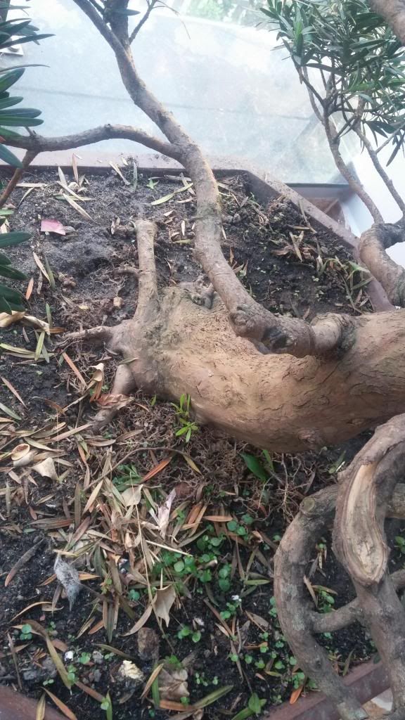 Nhờ các bác cho em xin ít lời khuyên về cặp  vạn niên tùng này !