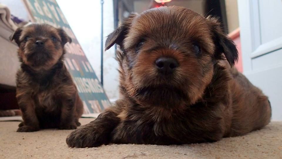 pups%20on%20floor_zpsvh0isryr.jpg