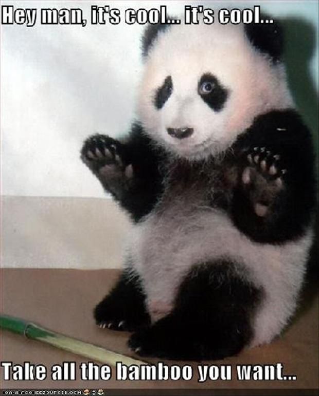 funny-animal-pictures-panda-bears_zpsa4b2be4e.jpg