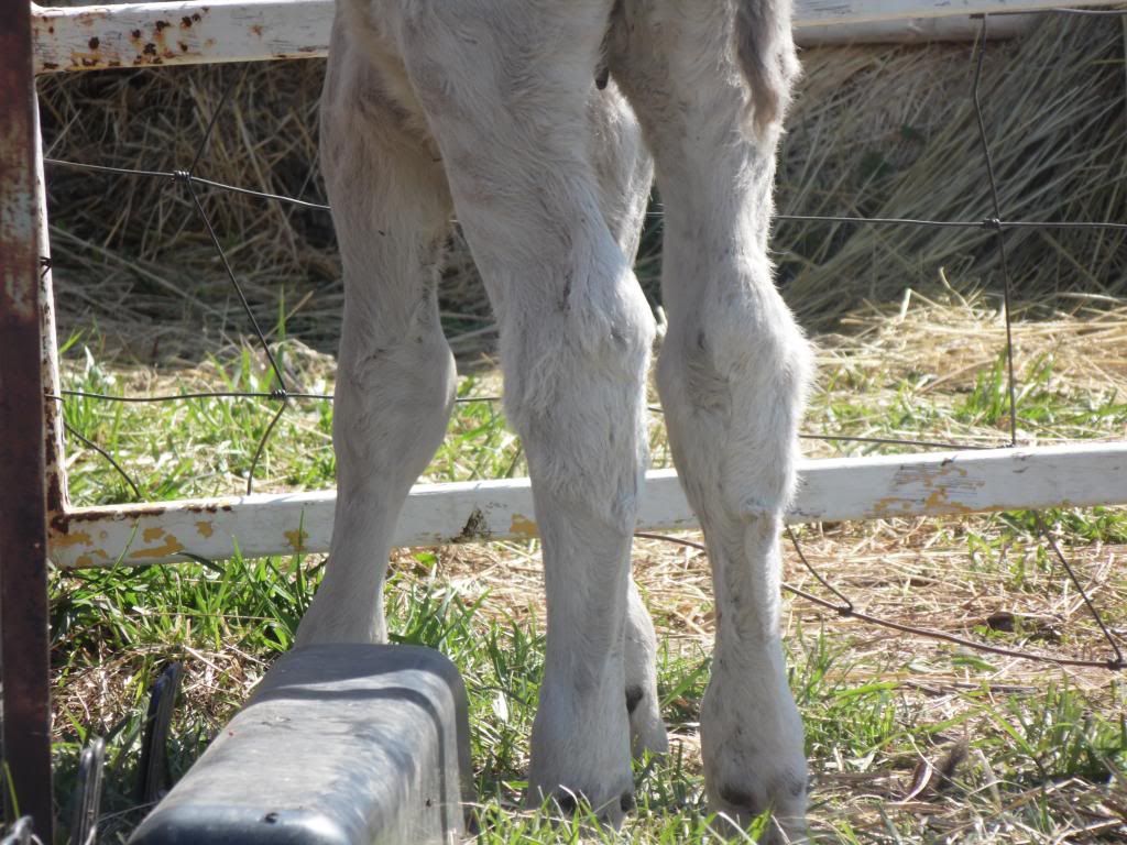 2 Day old heifer calf with joint ill....