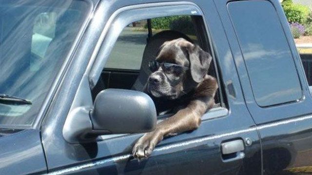 driving-dog_zps8edd7c2c.jpg