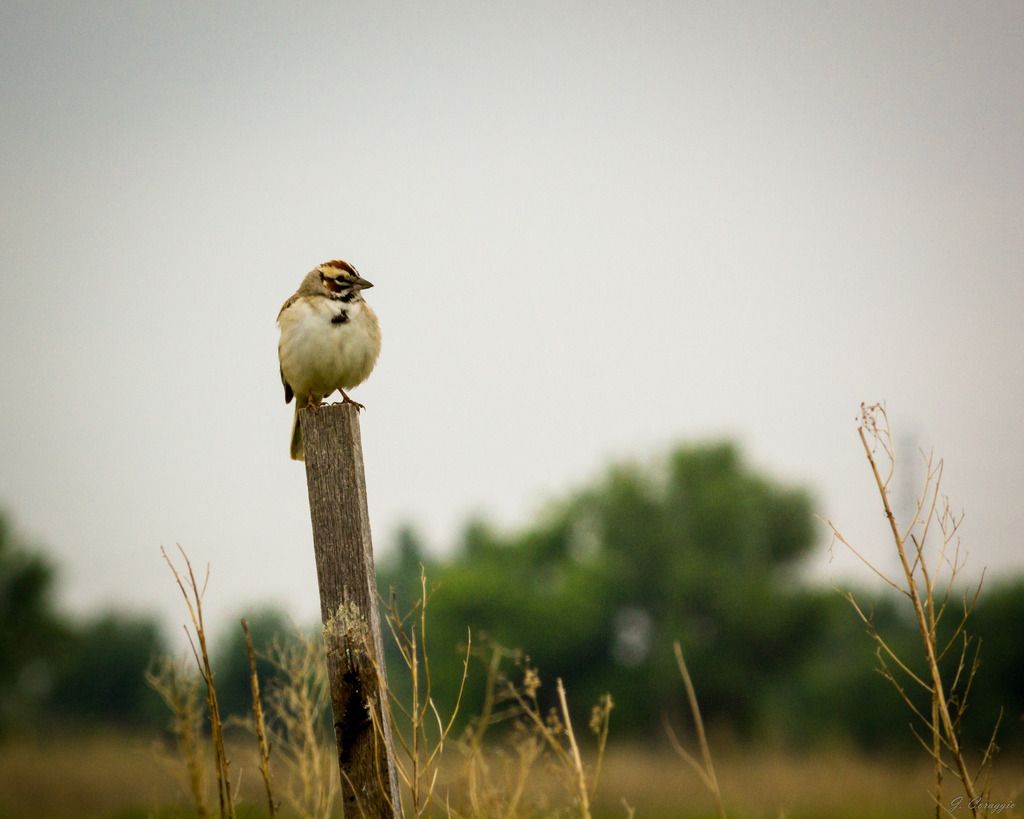 RMA%20Lark%20Sparrow-9991_zpsrflgg0tn.jpg