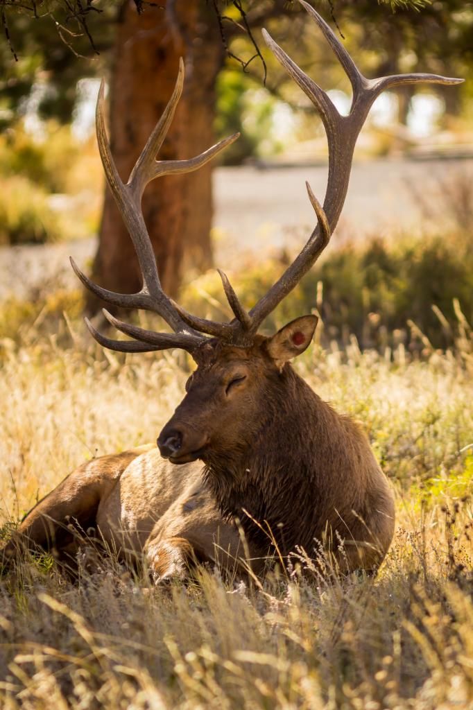 RMNP10-2014-4489_zps7b129220.jpg