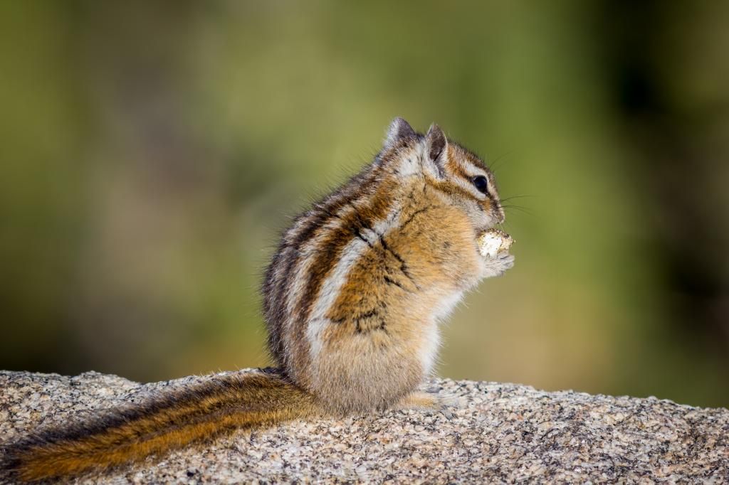 RMNP10-2014-4538_zpsc19350b4.jpg