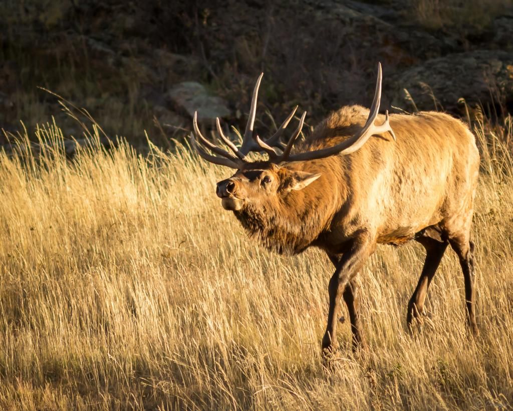 RMNP10-2014-4577_zpsf1db965b.jpg