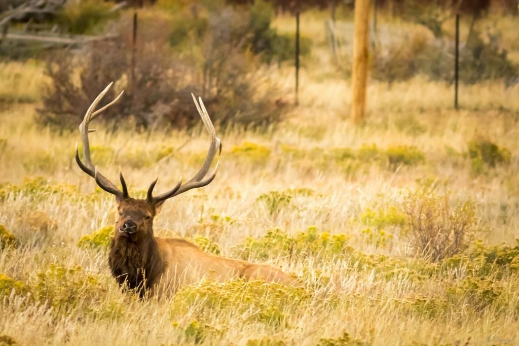 RMNP10-2014-4582_zpsa602bc3f.jpg