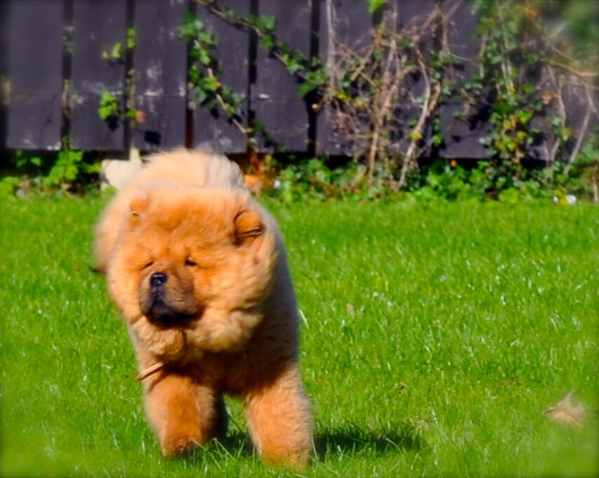 furminator chow chow