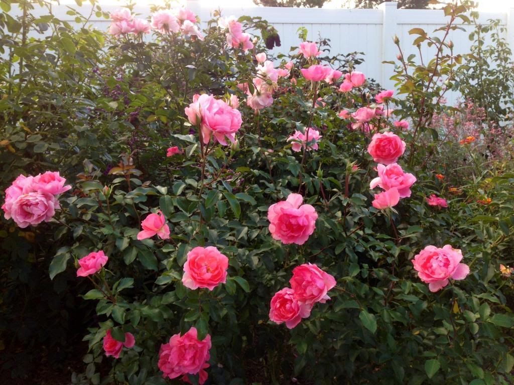  photo ZZZPK1013B_zpsaf95bada.jpg