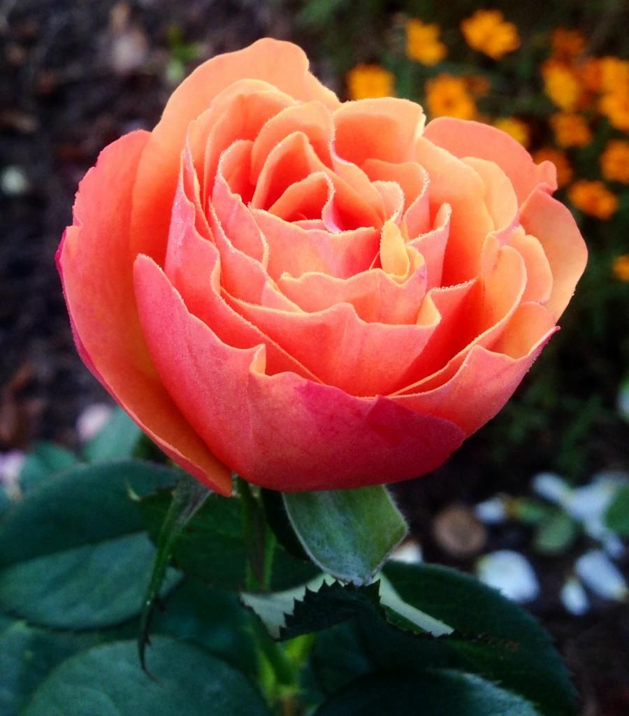  photo ap1001_zps6b137821.jpg