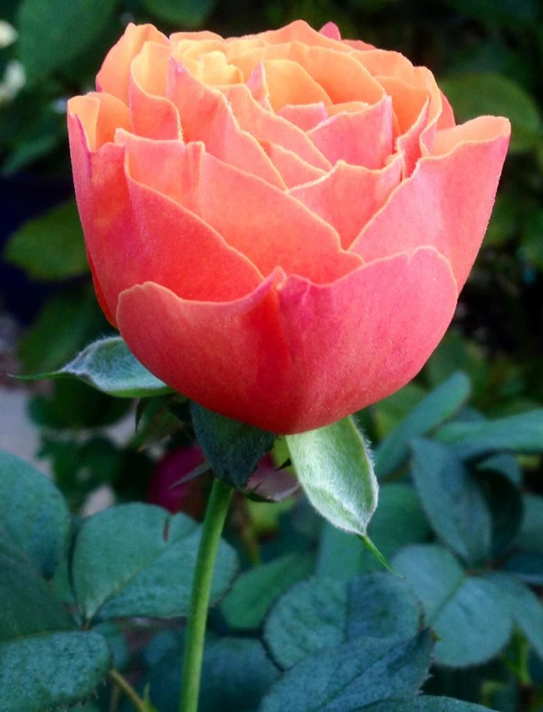  photo ap1001a_zpsb9c060b9.jpg