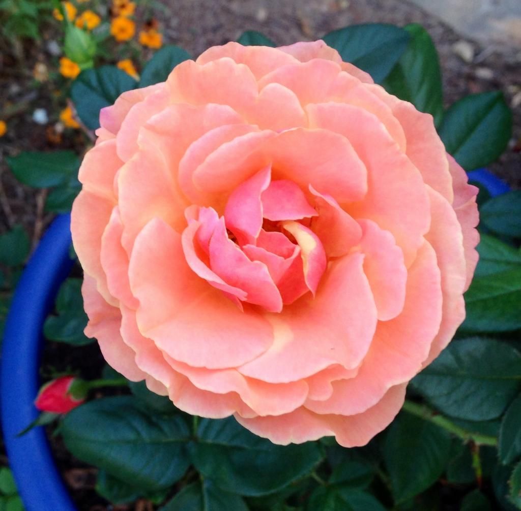  photo ap1002_zpsd528bc95.jpg