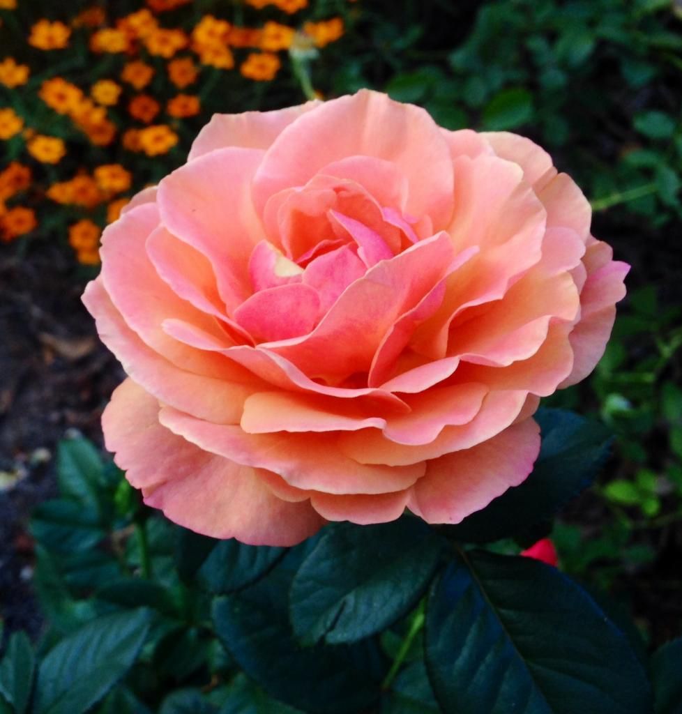  photo ap1002c_zps479629ec.jpg