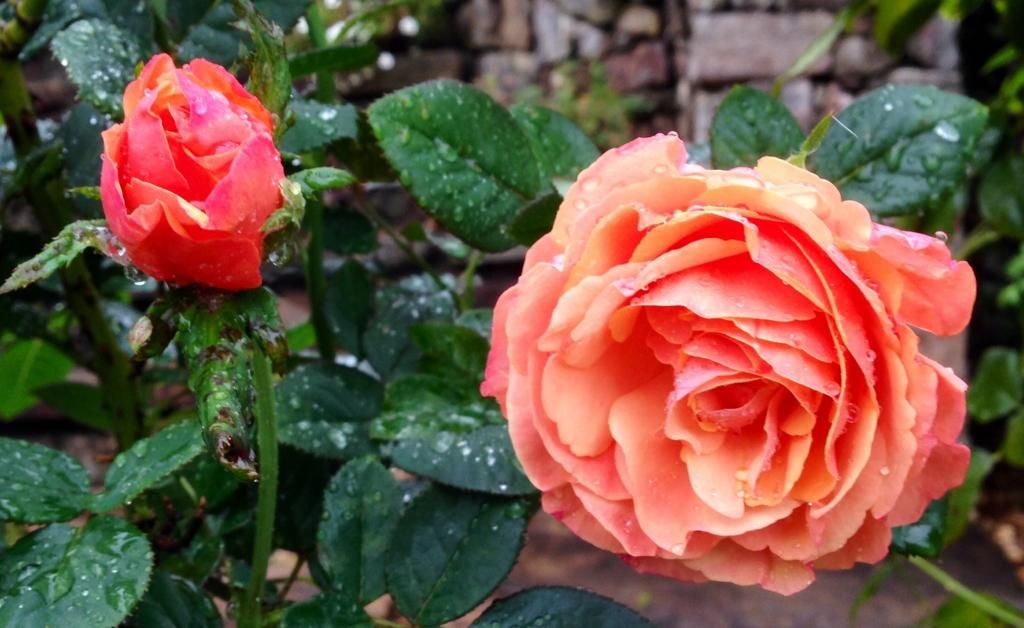  photo ap1003a_zpsc620d275.jpg