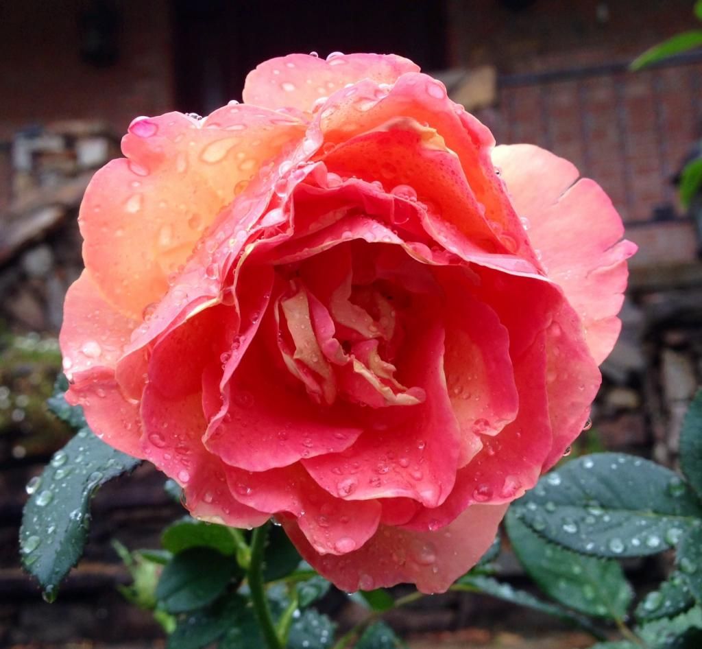  photo ap1003b_zpsab204ab9.jpg