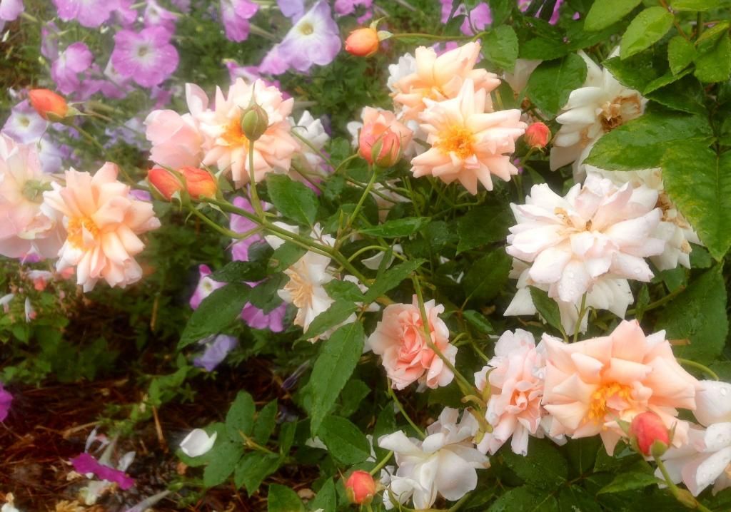  photo arethusa0718_zpscb452c49.jpg