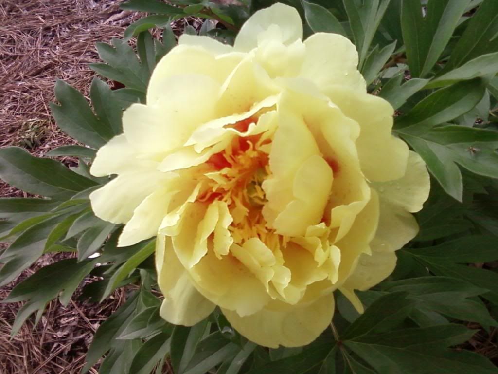 photo bartzillapeony051113_zpsae443408.jpg