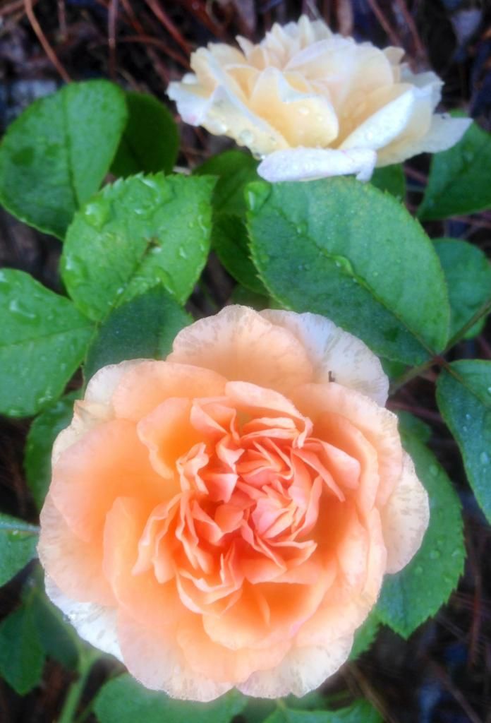  photo bb0619_zpsf5617673.jpg