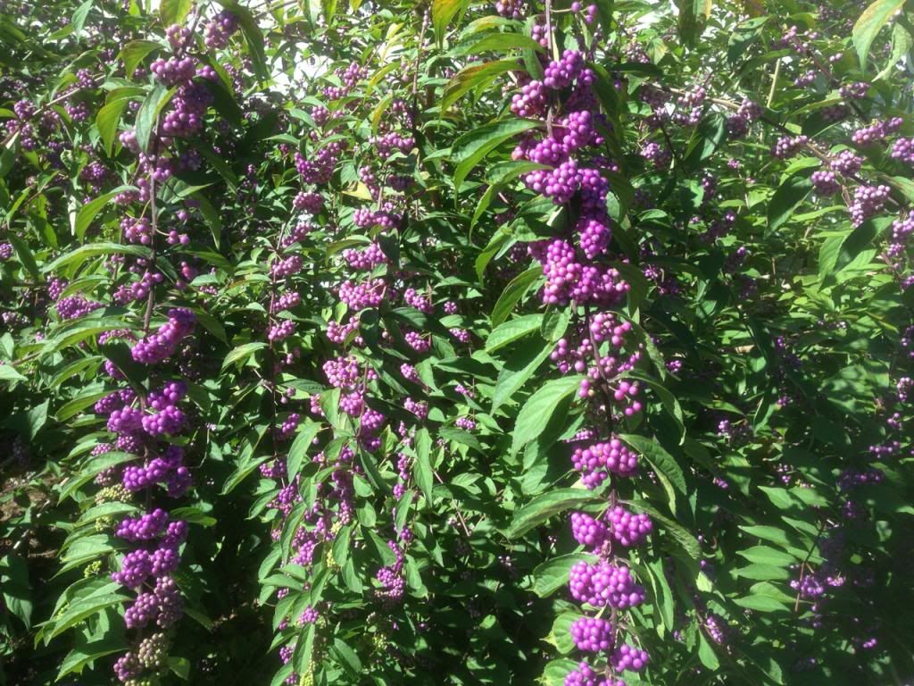  photo beautyberry092213b_zpsd3e1efab.jpg