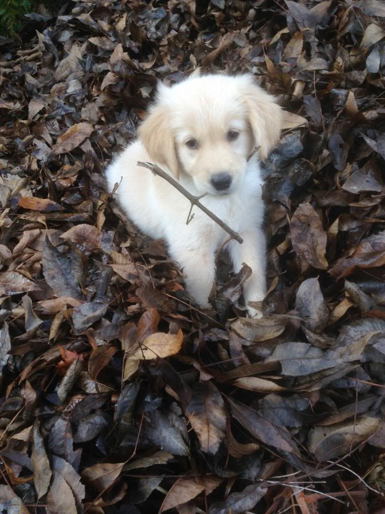 photo bella122913_zps459efcd2.jpg