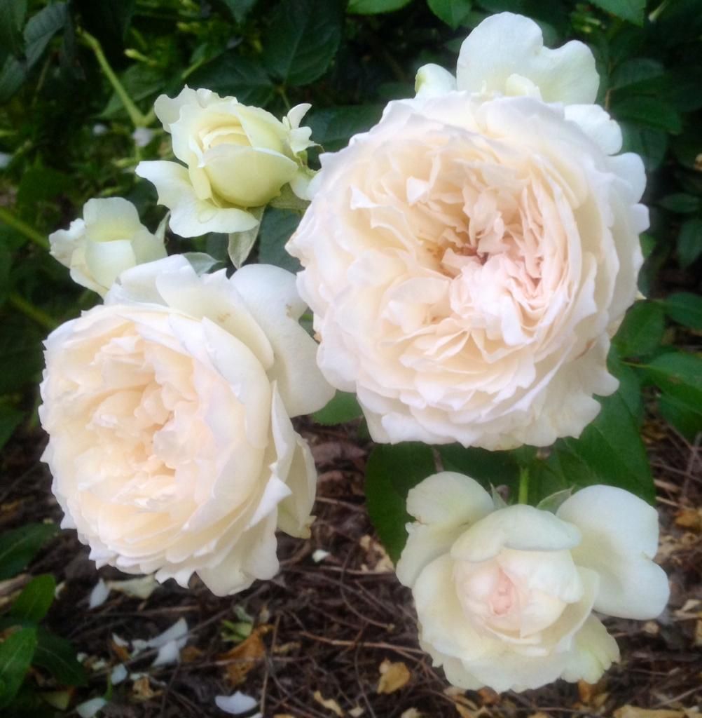 photo bolero0708_zps1821036b.jpg