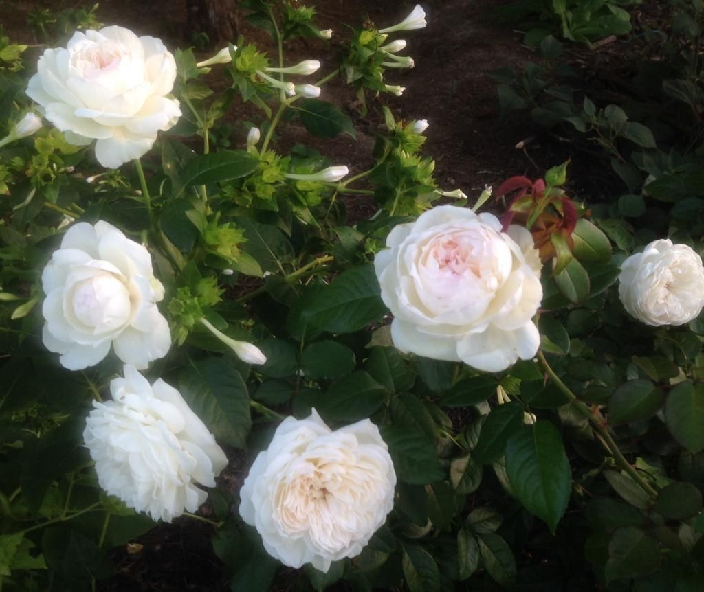  photo bolero0823a_zps0e4b7545.jpg