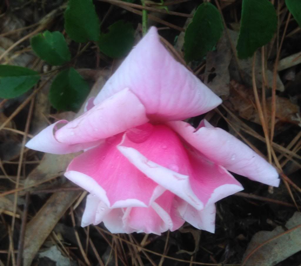 photo bt0426_zps7e9b3fc2.jpg