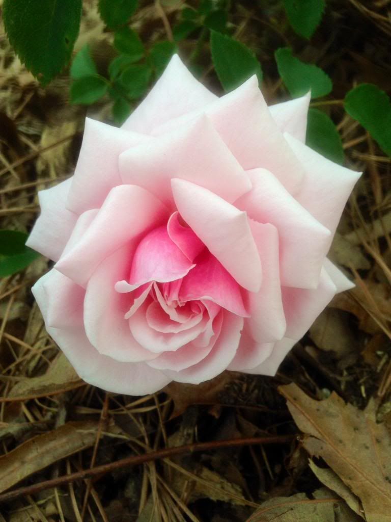 photo bt0428_zps20c190a4.jpg