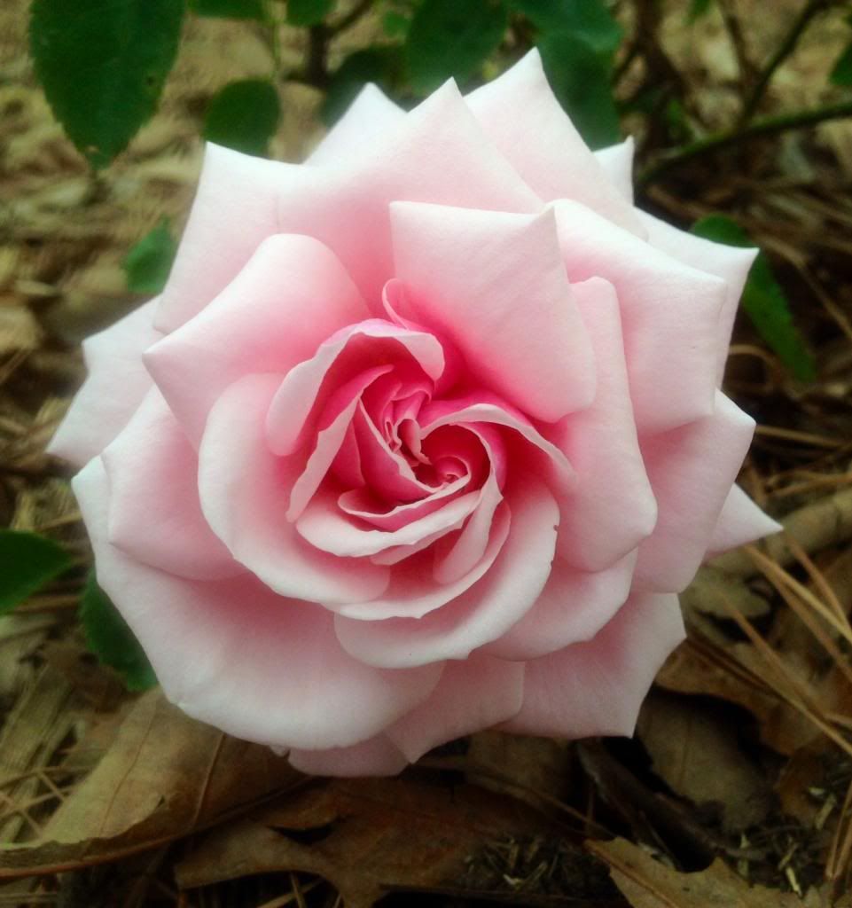 photo bt0428a_zps0e64b3dd.jpg