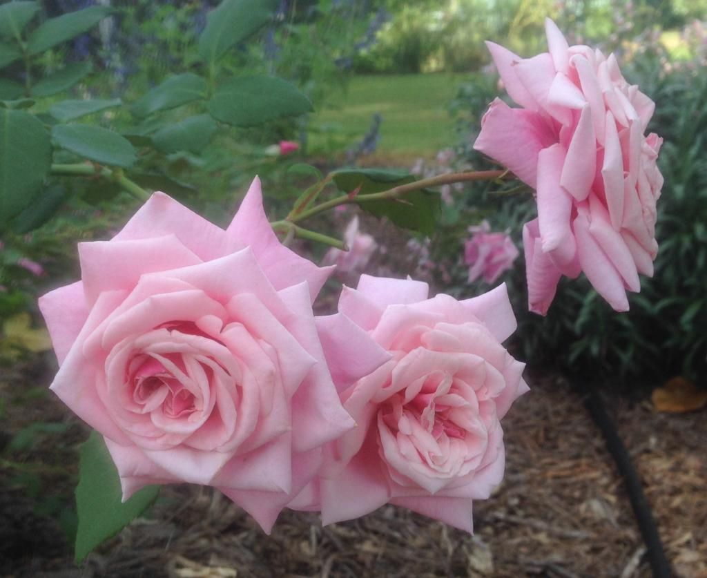  photo bt0829_zpsad1e3c98.jpg