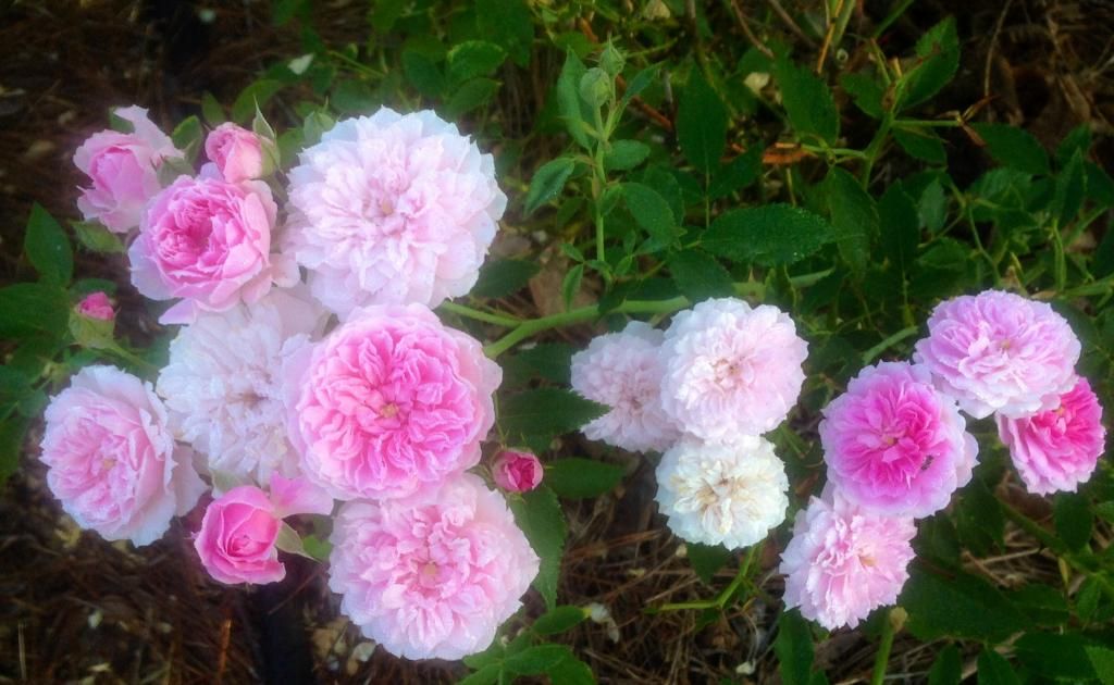  photo caldwell0829_zps3d41883d.jpg