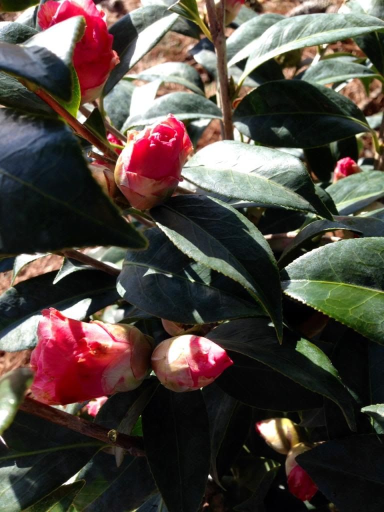  photo camelia032014_zpscf1c4ede.jpg