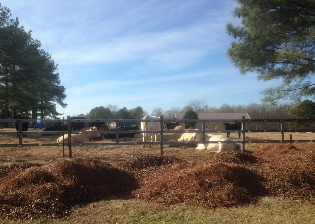 photo cattle010114_zps8d77fed0.jpg