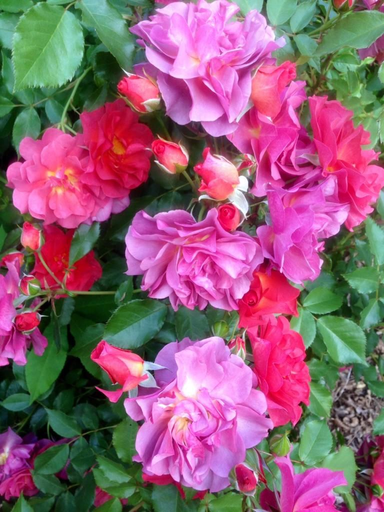 photo cdm0511_zps210a53d1.jpg