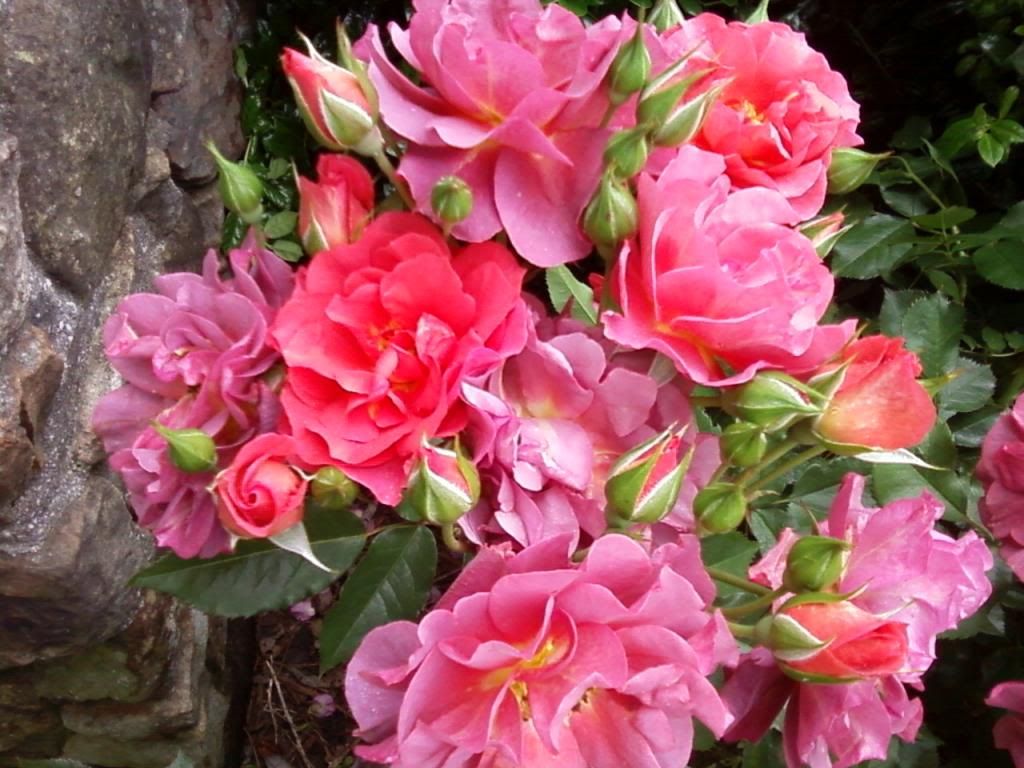  photo cdm0518_zps217e6e02.jpg