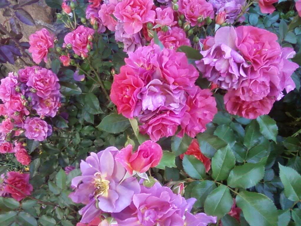  photo cdm0521a_zpsb23575fb.jpg