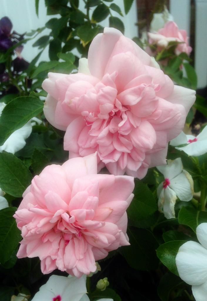  photo cds0708_zpsd289dab2.jpg