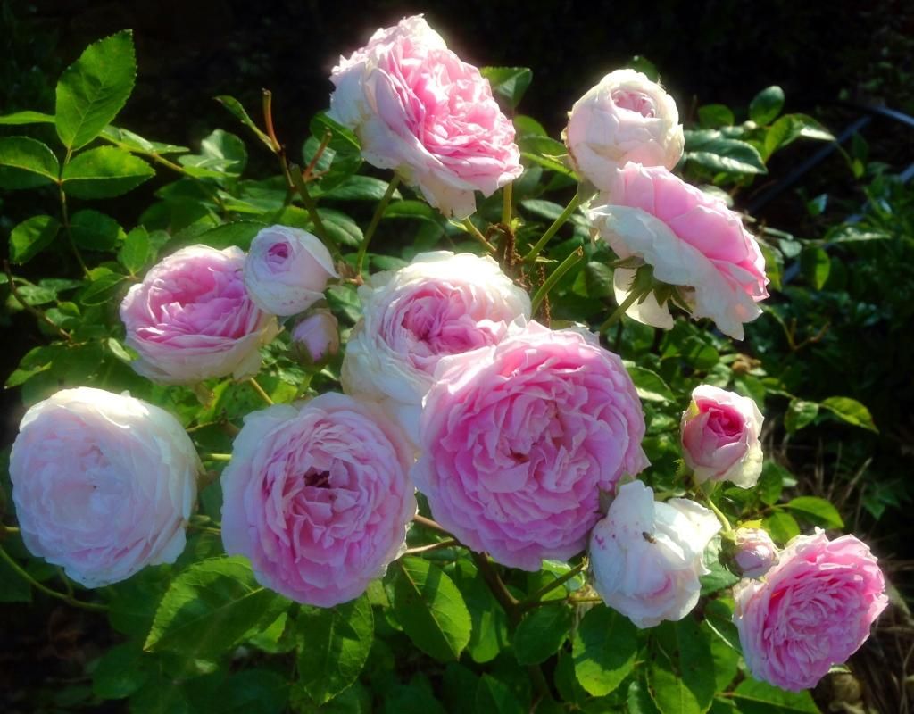  photo clotilde0522a_zps25ea9a37.jpg