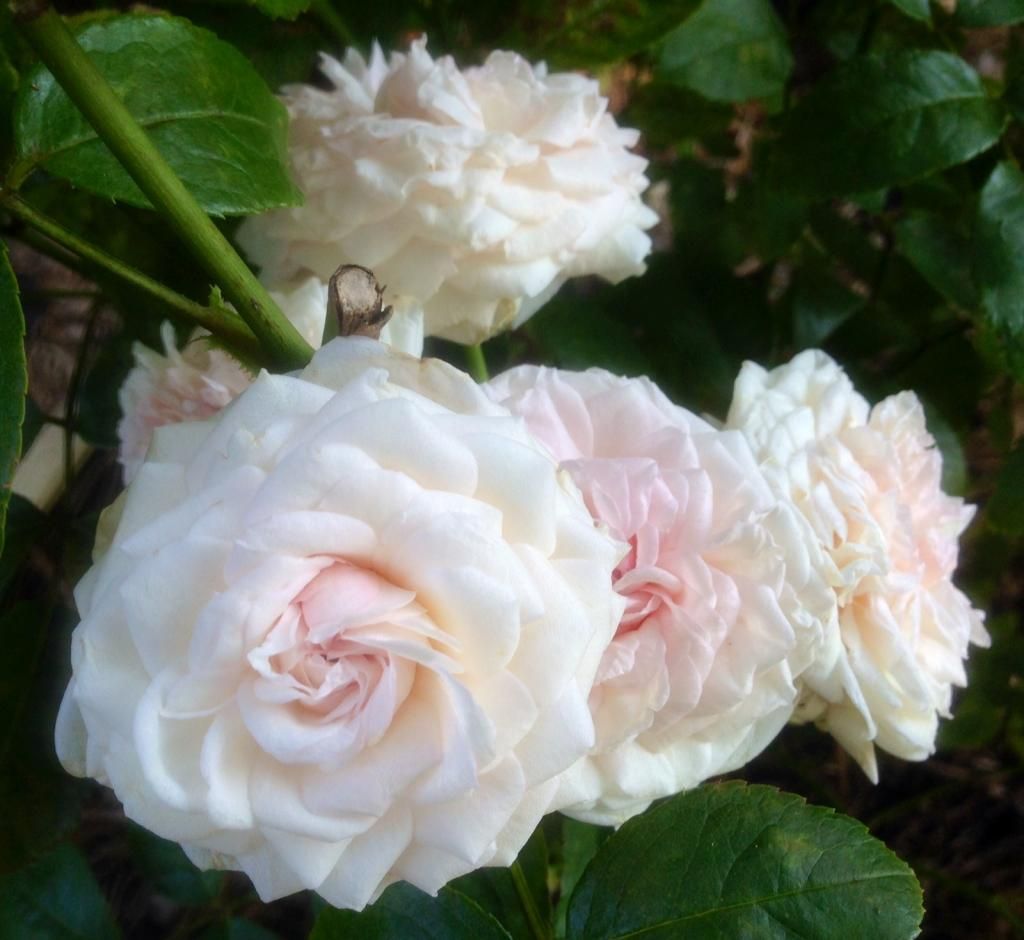  photo clotilde0711a_zps4282112c.jpg