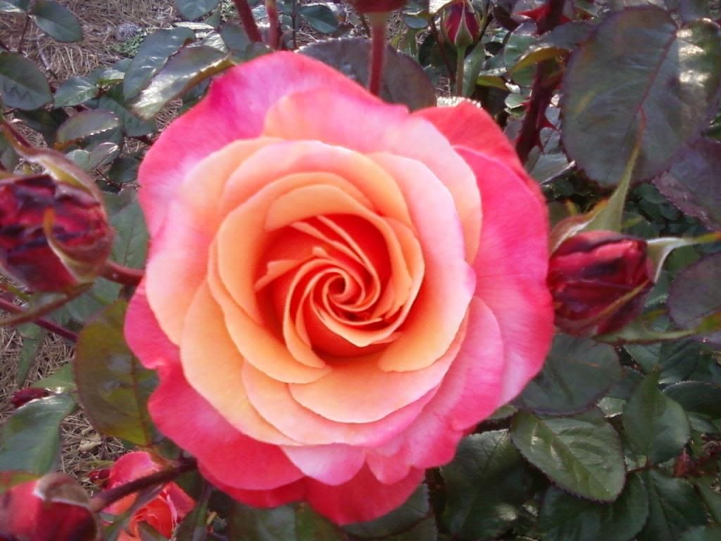  photo colorific0516a_zps42abe896.jpg