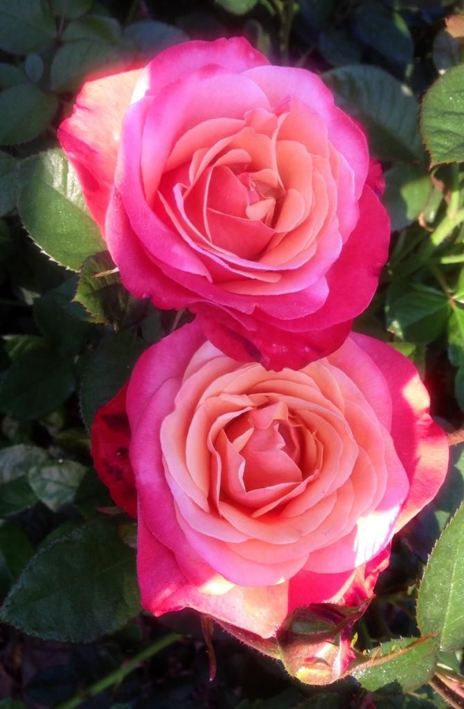 photo colorific0522b_zps884cf752.jpg