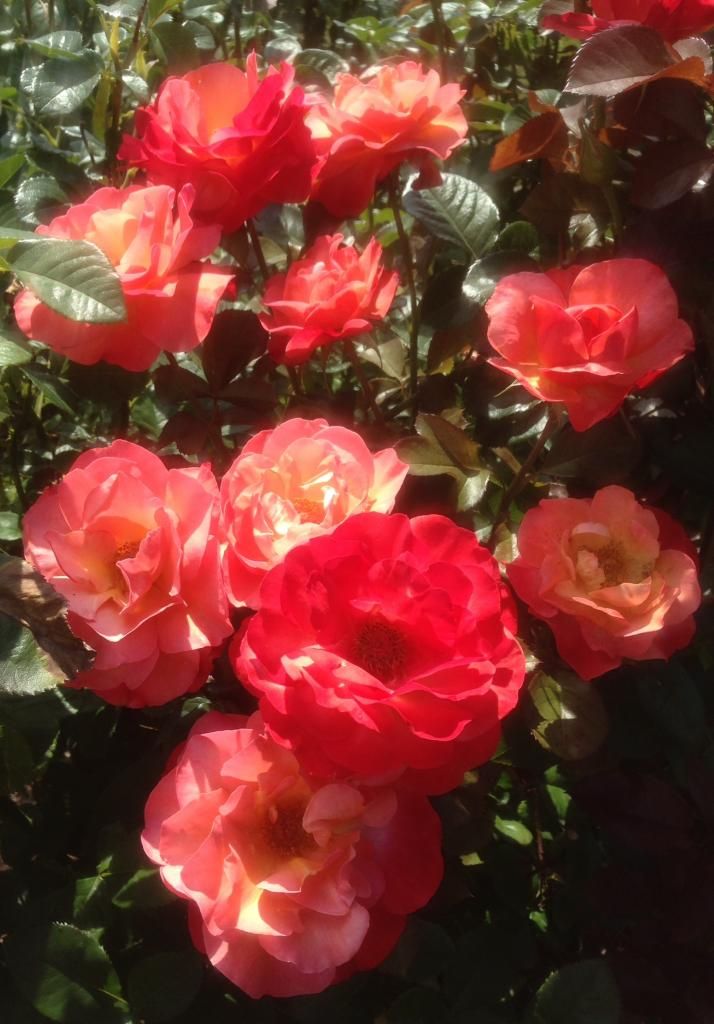 photo colorific0614b_zps074b68ed.jpg