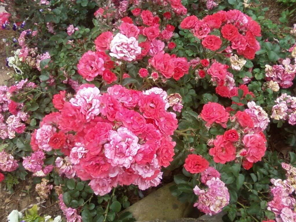 photo coraldrift0607_zps92f63d94.jpg