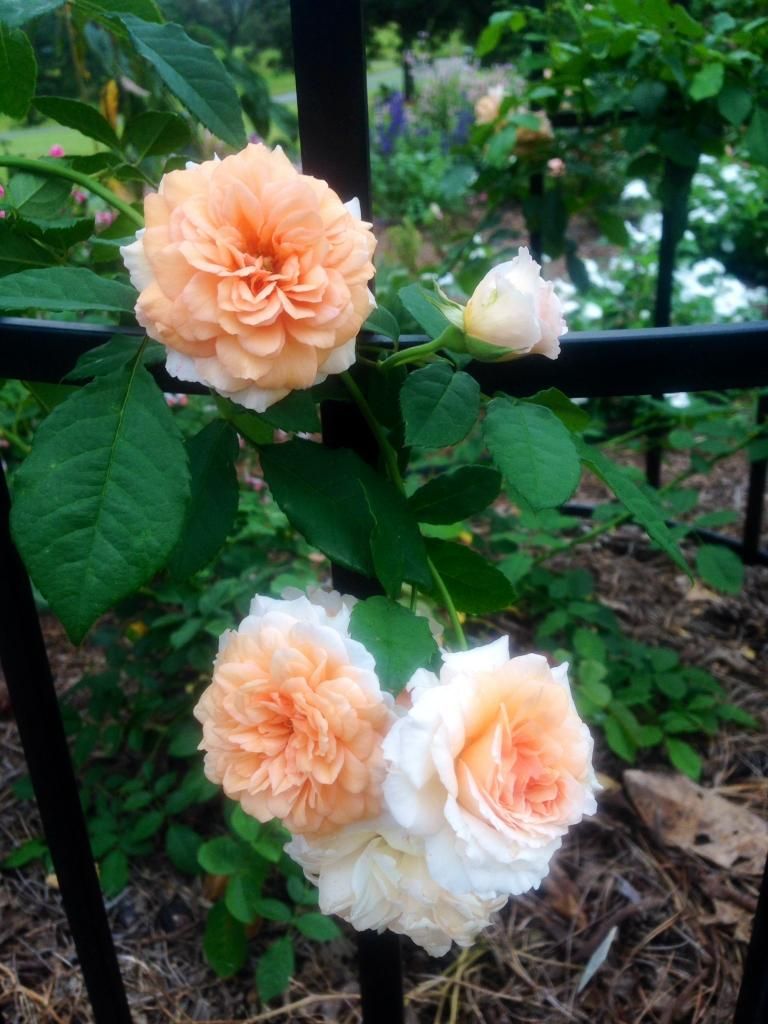  photo crepuscule0906b_zps2163d55e.jpg