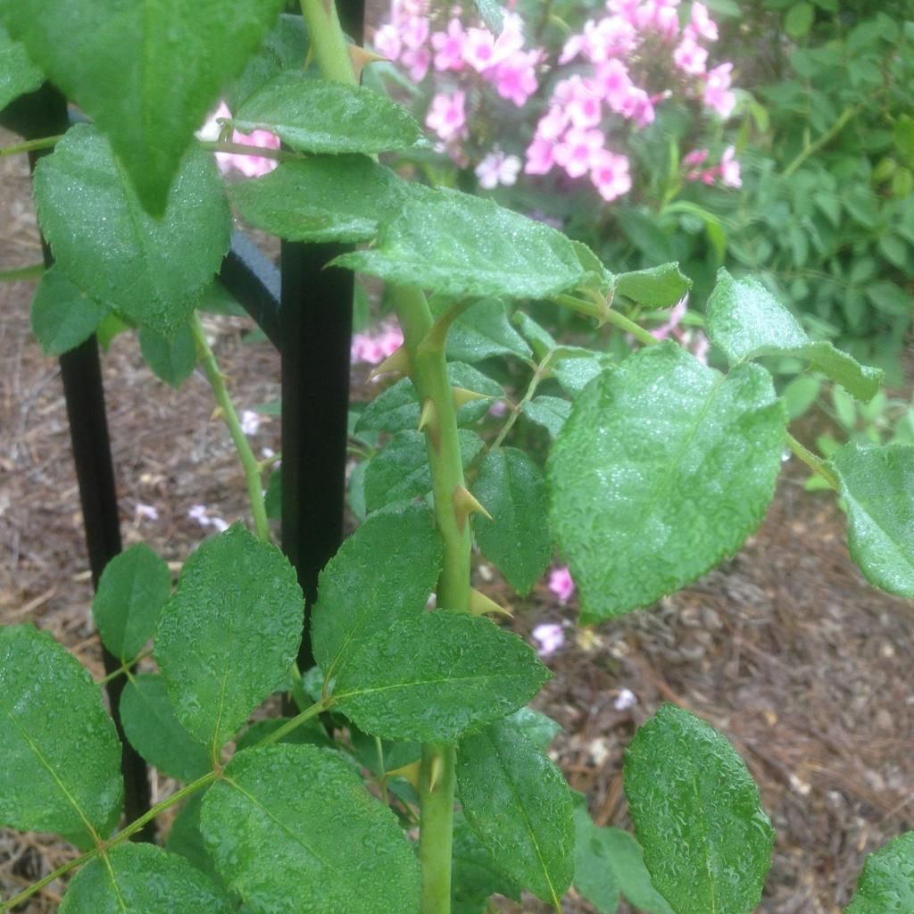  photo crepuscule0913a_zpsf68d59cd.jpg