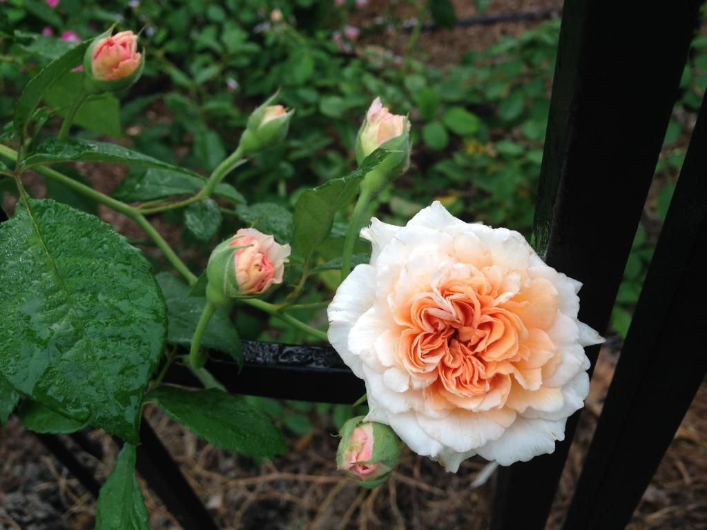  photo crepuscule0913b_zpsa1d7c451.jpg