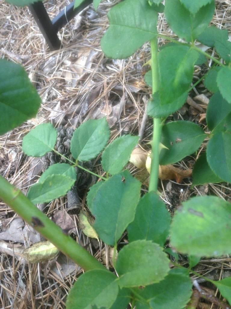  photo crepuscule0913j_zpsb8e6dd68.jpg