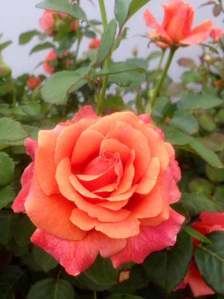 photo edi0629a_zpsa91c46c7.jpg