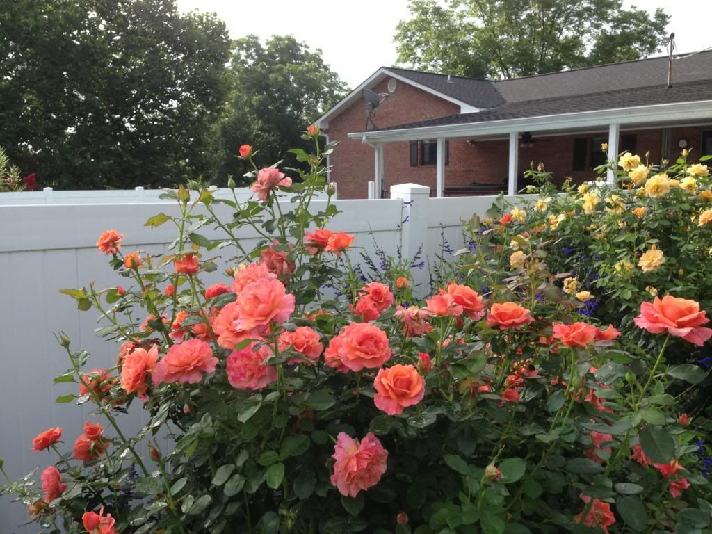  photo edi0810_zpsbcc3b2c9.jpg