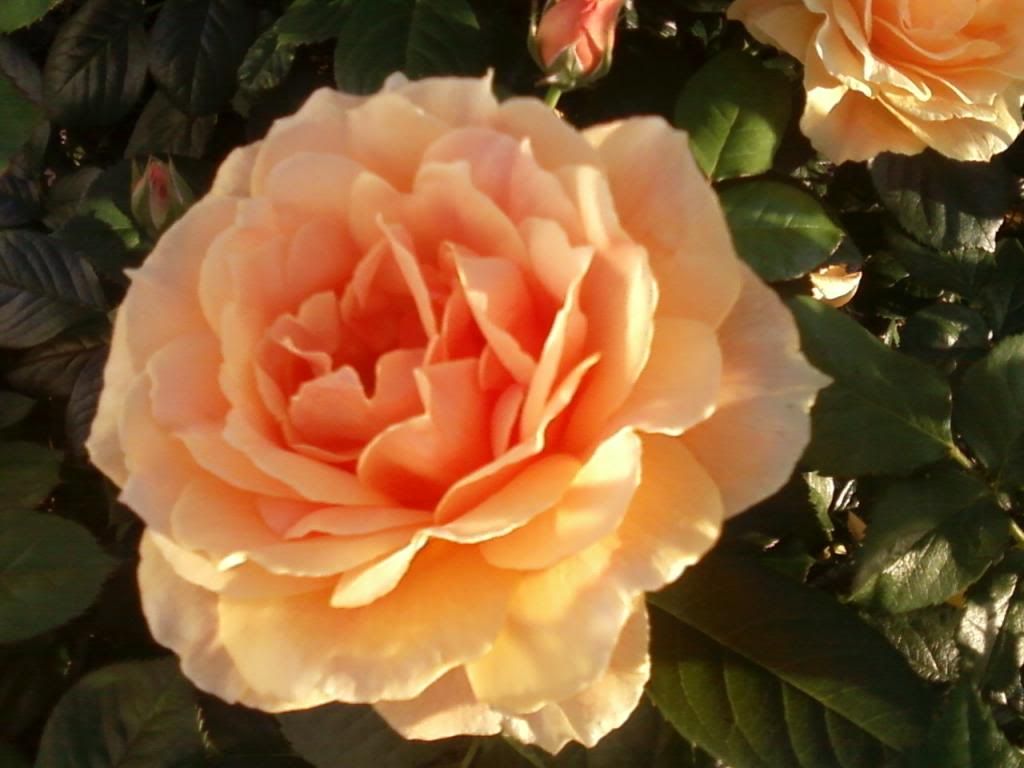 photo eg050913a_zps270845ba.jpg